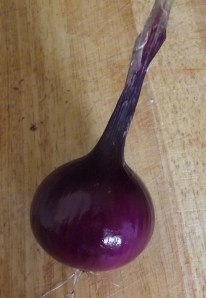 onion from our garden