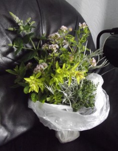 Mint, apple mint, curry plant, rosemary, parsley, thyme, marjoram...