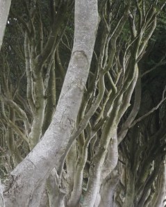 I see where Toklien found his inspiration for the Ents