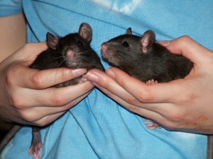 Fifi and Sox, chocolate brown and adorable