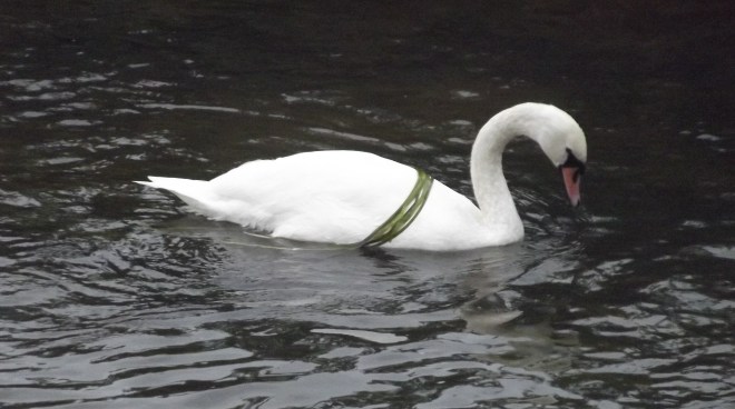 An elegant swan wearing a fetching green ribbon