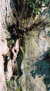 Scan blog hanging man