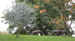 wolves on the campus 3
