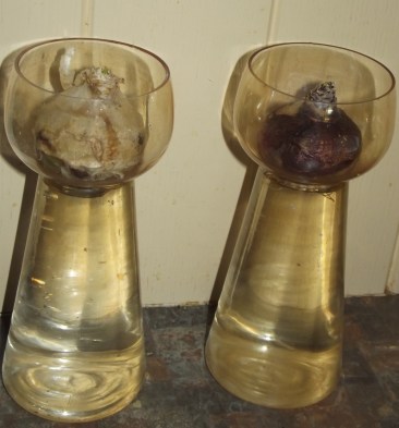 One will have a white flower, the other will be blue