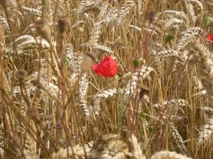 poppy in corn 2