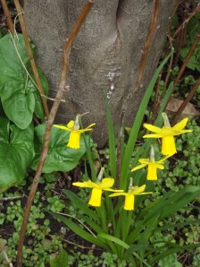 Some little daffodils growing at the foot of the mystery tree; it has evergreen leaves, black flowers and black fruit. Behind the daffs is some cuckoo pint, it's a weed and very poisonous, but the lush green leaves give a bit of welcome colour. I'll chop it out later but it will return next year.