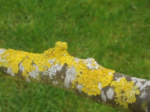 lichen apples 2 (2)