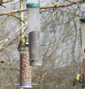 knightshayes 2013 spring (13)