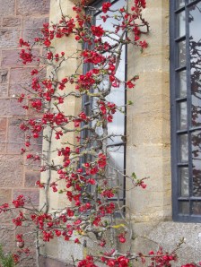 knightshayes 2013 spring (8)