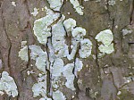 lichen (11)