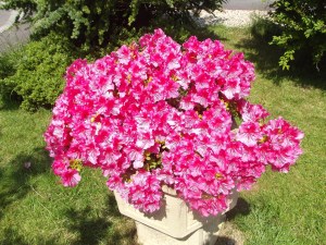 DSCF3486