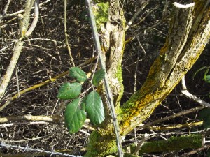 Uphill Feb 16th 2014 (57)