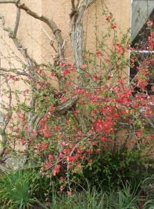 DSCF6424