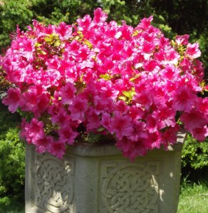 azaelia and cake (5)