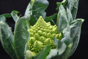 Fractal Cailiflower