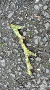 IMG_20150329_152047696