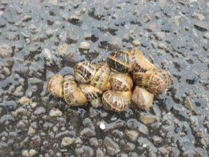 Snails, tree, and cake-01