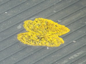 LICHEN FOOL'S DAY (1)