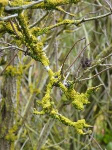 BEDFORDSHIRE OCTOBER 2015 (410)