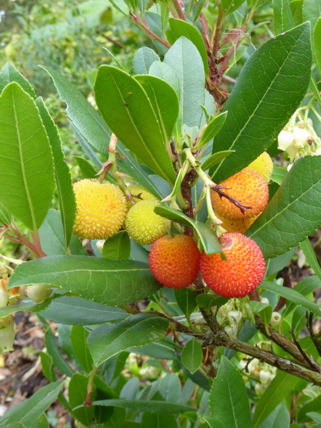 BEDFORDSHIRE OCTOBER 2015 (129)