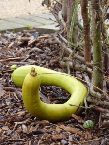 BEDFORDSHIRE OCTOBER 2015 (325)