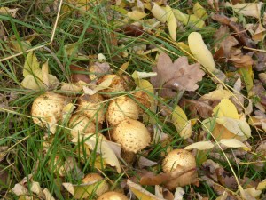 BEDFORDSHIRE OCTOBER 2015 (45)