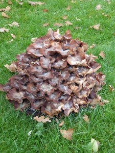 BEDFORDSHIRE OCTOBER 2015 (63)