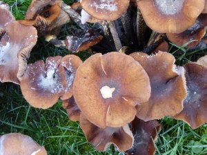 BEDFORDSHIRE OCTOBER 2015 (64)