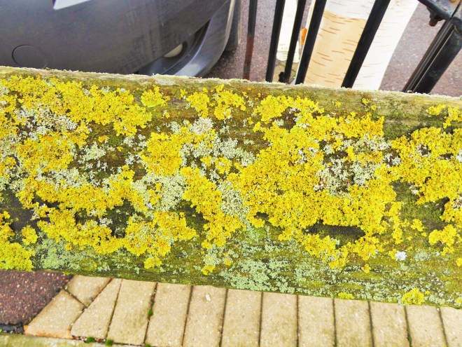 LICHEN BRIDGWATER 27.12 (3)