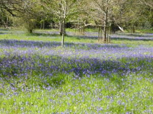 donkey field april 2016 (15)