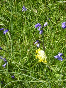 donkey field april 2016 (19)