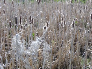 UPHILL APRIL 2016 (10)