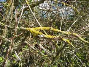 UPHILL APRIL 2016 (11)