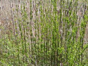 UPHILL APRIL 2016 (8)