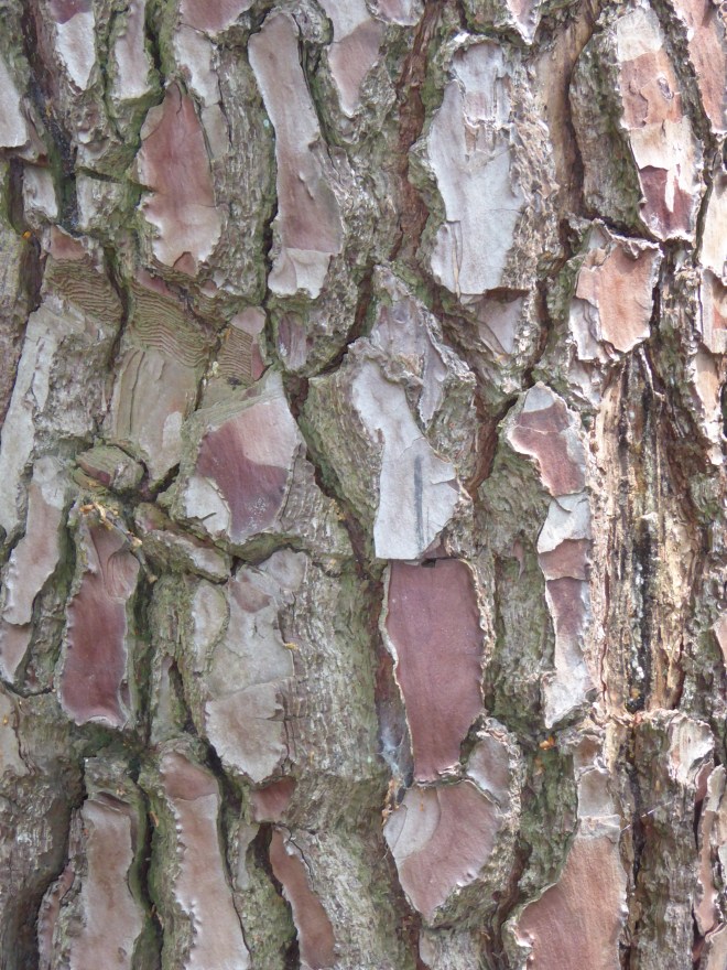 NISTELRODE POND (20)