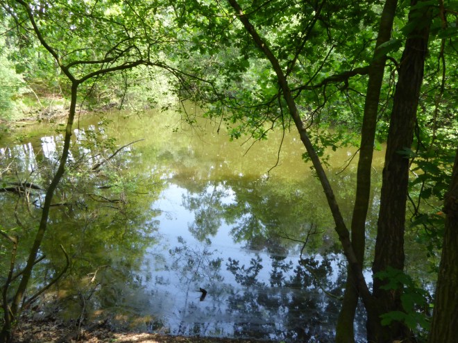 NISTELRODE POND (22)