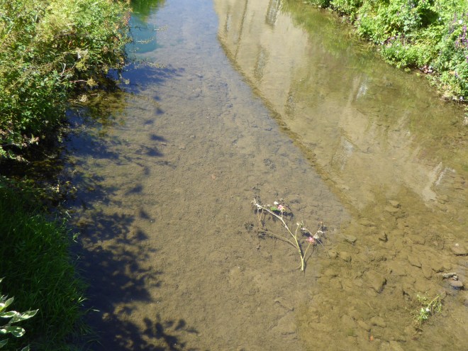 NUNNEY FAIR 2016 (7)