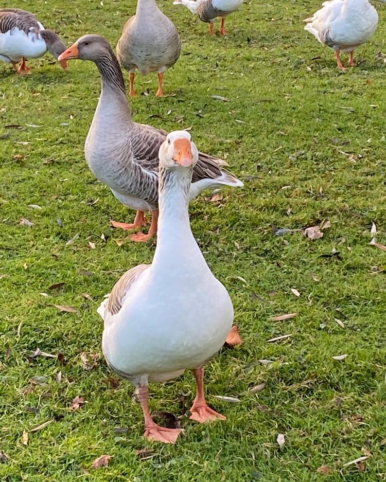 isleham goose